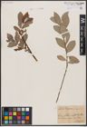 Foto von Salix caprea L. x Salix daphnoides Vill.